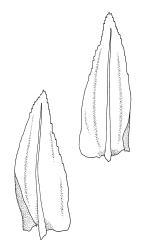 Climacium dendroides, branch leaves. Drawn from A.J. Fife 6797, CHR 405507.
 Image: R.C. Wagstaff © Landcare Research 2014 